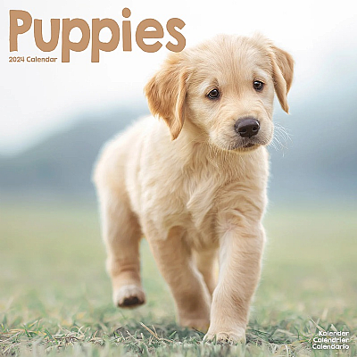 Puppies Calendar 2024 (Square)